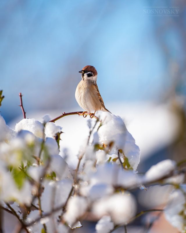 Воробьишкаphoto preview