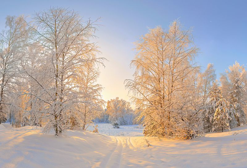 зима, снег, солнце, березы, , изморозь, лыжня, снегопад Несказанный светphoto preview
