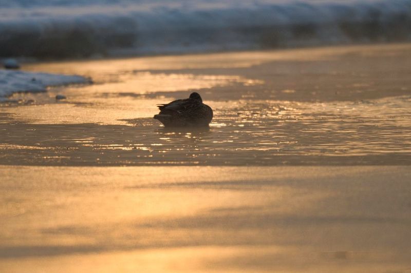 Утро на Ангареphoto preview