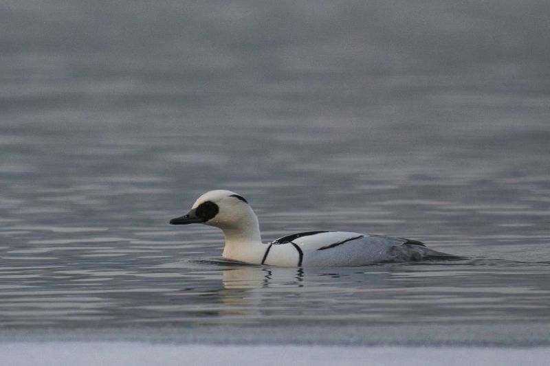 Лутокphoto preview