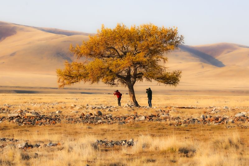 алтай, горный алтай, чуйстая степь, осенний алтай, юстыт, лиственница, осень, золотая осень Долина реки Юстытphoto preview