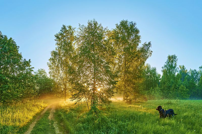 лето восход туман солнце собака живность Встреча восходаphoto preview