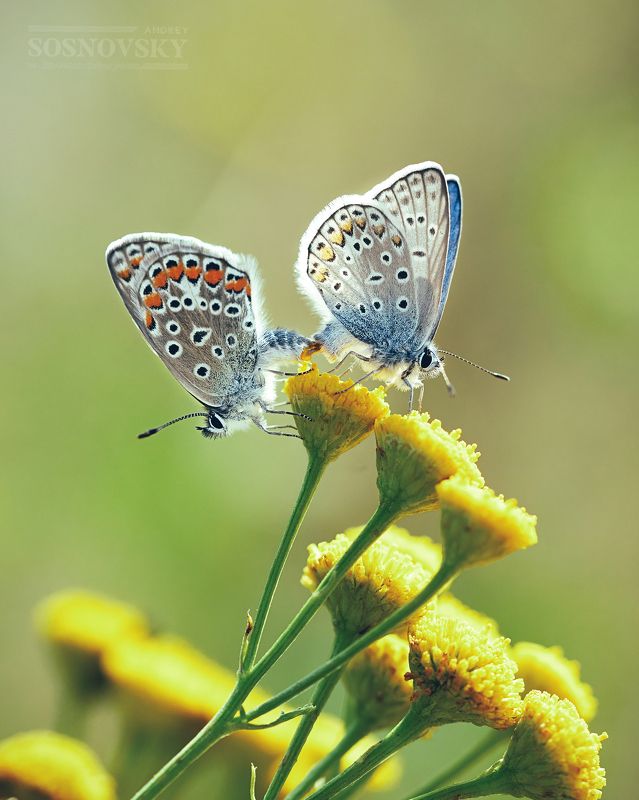 Про любовьphoto preview