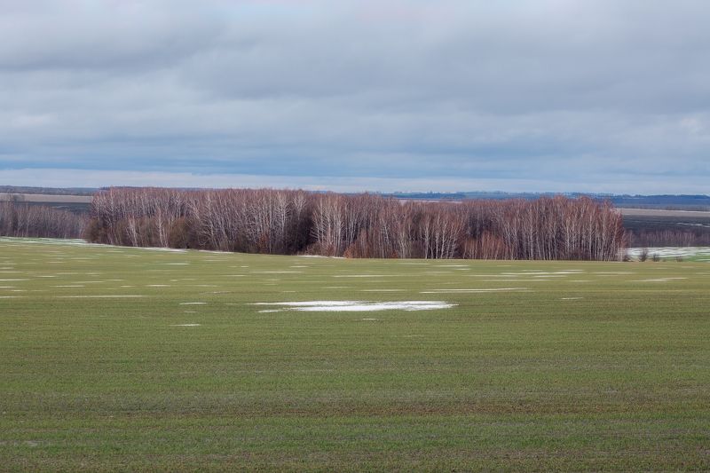 природа, зимний пейзаж, поля, Тульская область, пейзаж, озимые, природа средней полосы Теплая зима в Тульской областиphoto preview