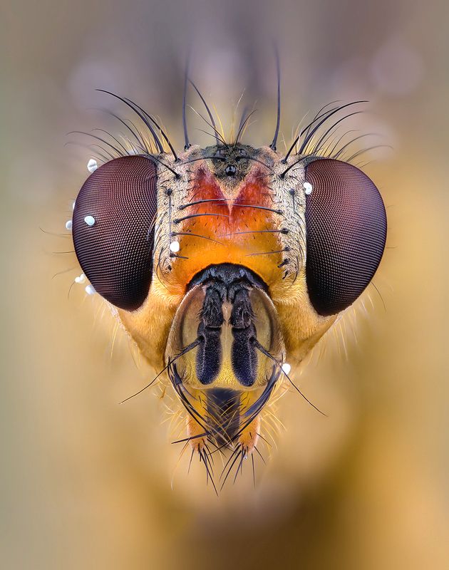 diptera sp. Муха фото превью