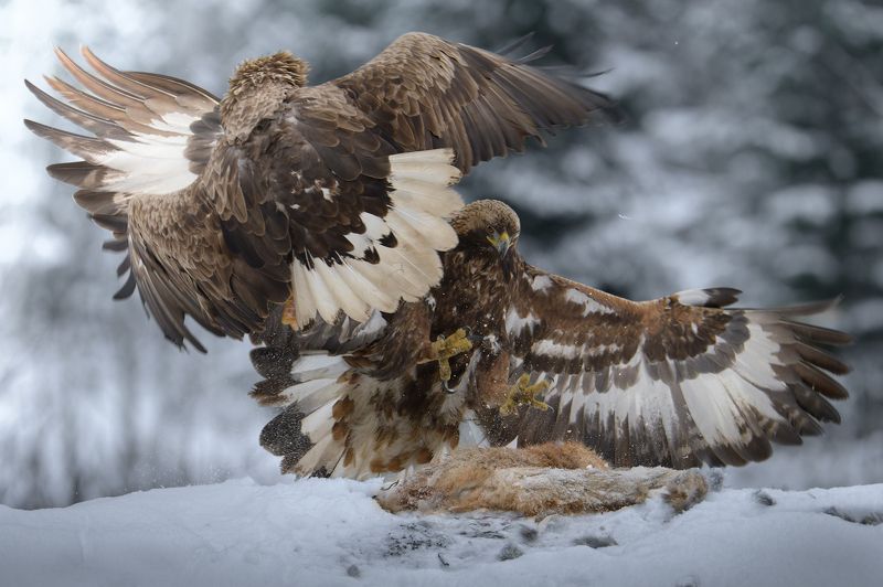 Беркут vs орлан-белохвостphoto preview