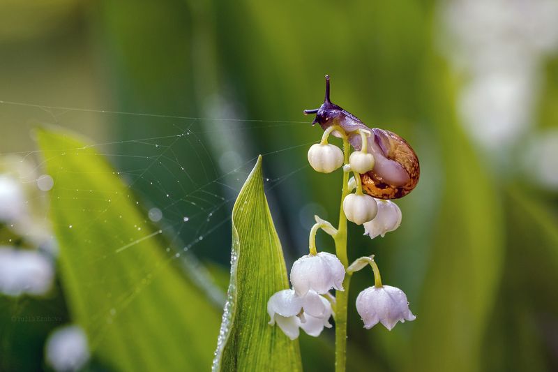 улитка, ландыш, паутина, макро, macro На ландышеphoto preview