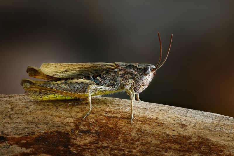 Кобылкаphoto preview