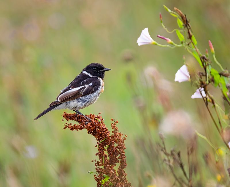 птица, черноголовый чекан, Черноголовый чекан. ( 5 ФОТО)photo preview