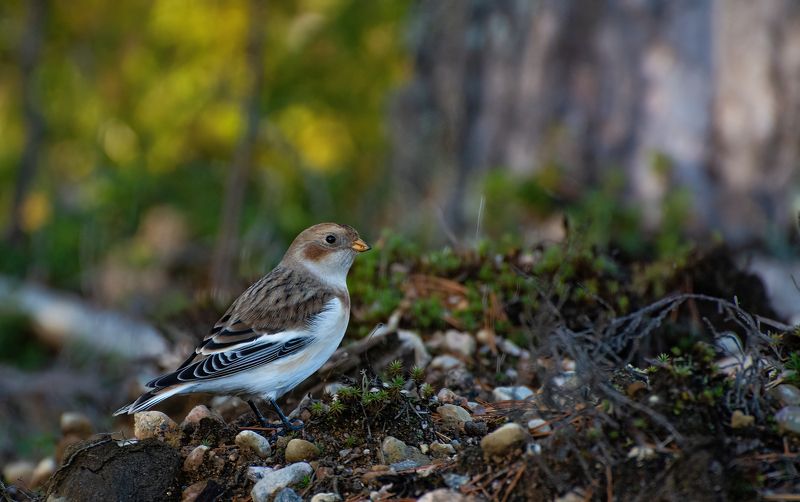 Пуночка :)photo preview