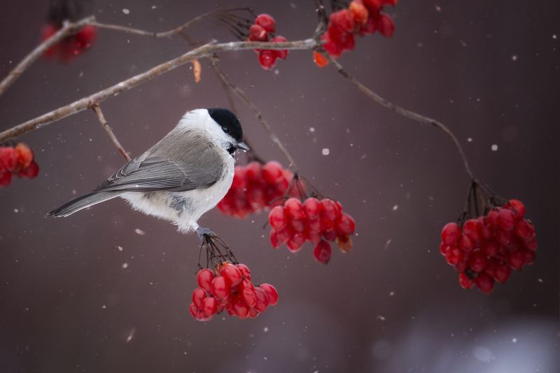 Гаичка на калинеphoto preview