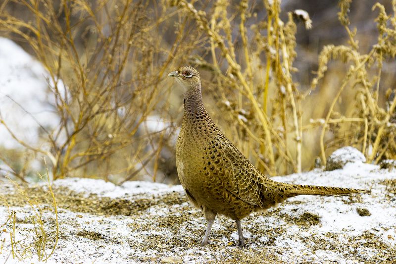 природа Самка фазанаphoto preview