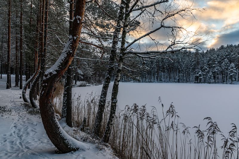 Танцующие сосенкиphoto preview