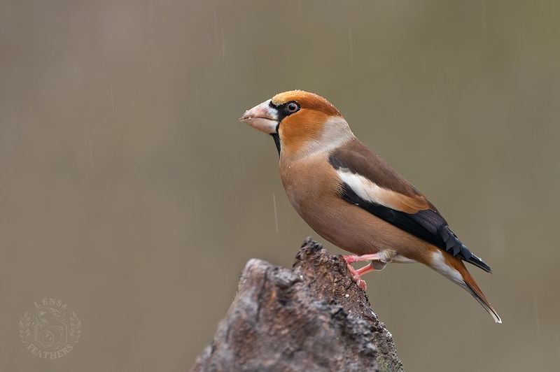 Дубонос - Lens and Feathersphoto preview