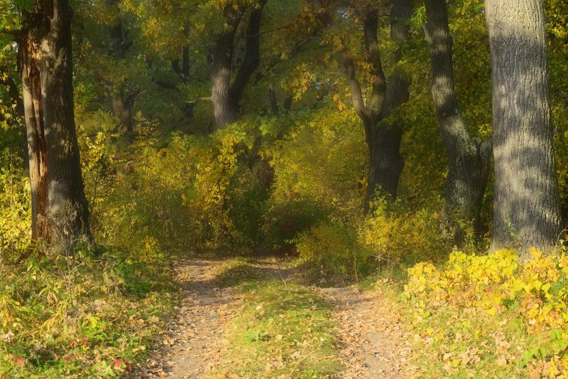 Дубрава.photo preview