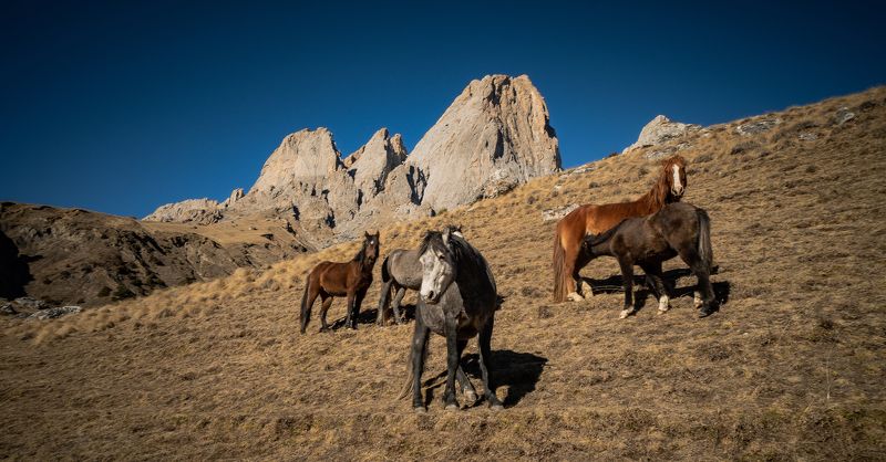 Россия, Ингушетия, Джейрахское ущелье, Цей-Лоамский перевал, лошади Январь в Ингушетии фото превью