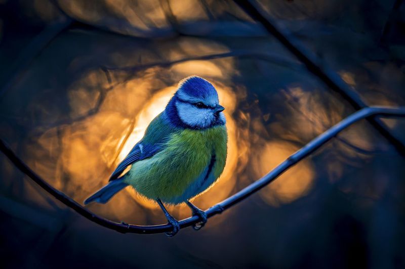 синица, лазоревка, рассвет, зима, птицы, контражур Зимний рассвет фото превью
