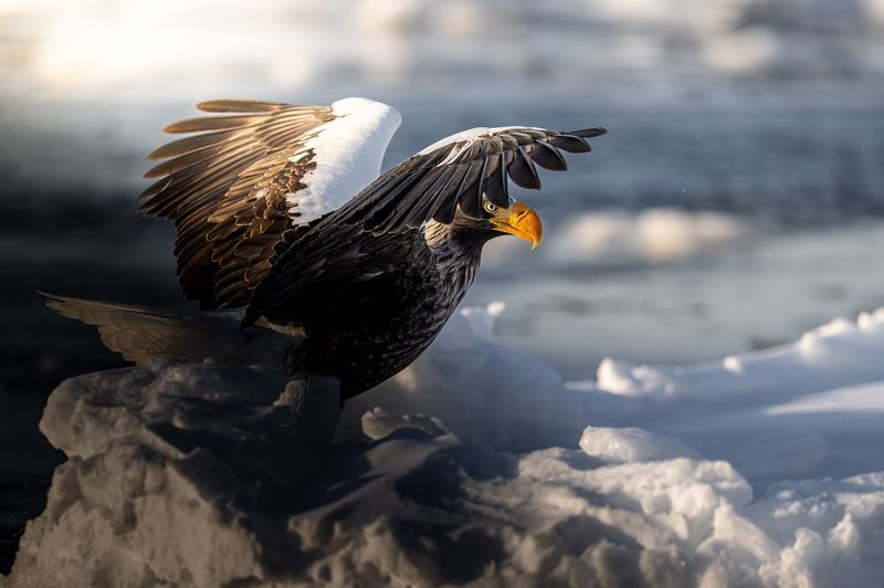 eagle, winter, dawn Eagle of Dawnphoto preview