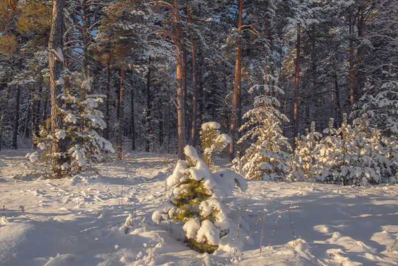январь лес опушка мороз серково вязниковский район Здесь заяц ночью пробегал.photo preview