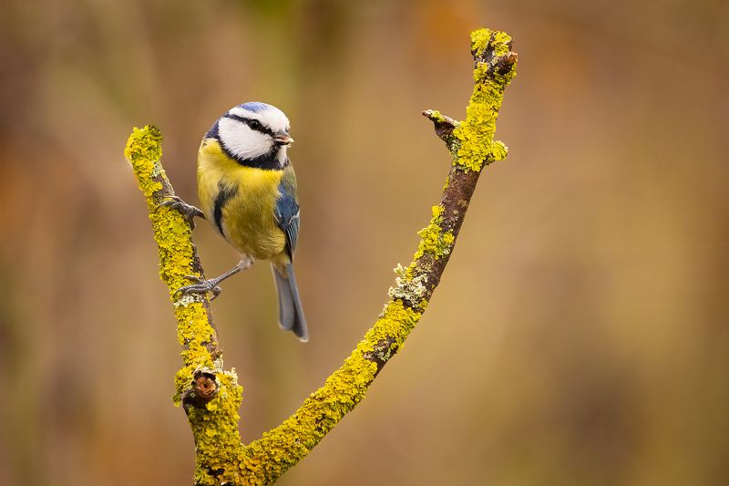 Titmousephoto preview