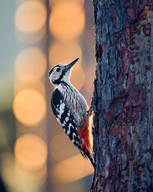 дятел птицы Белоспинный дятелphoto preview