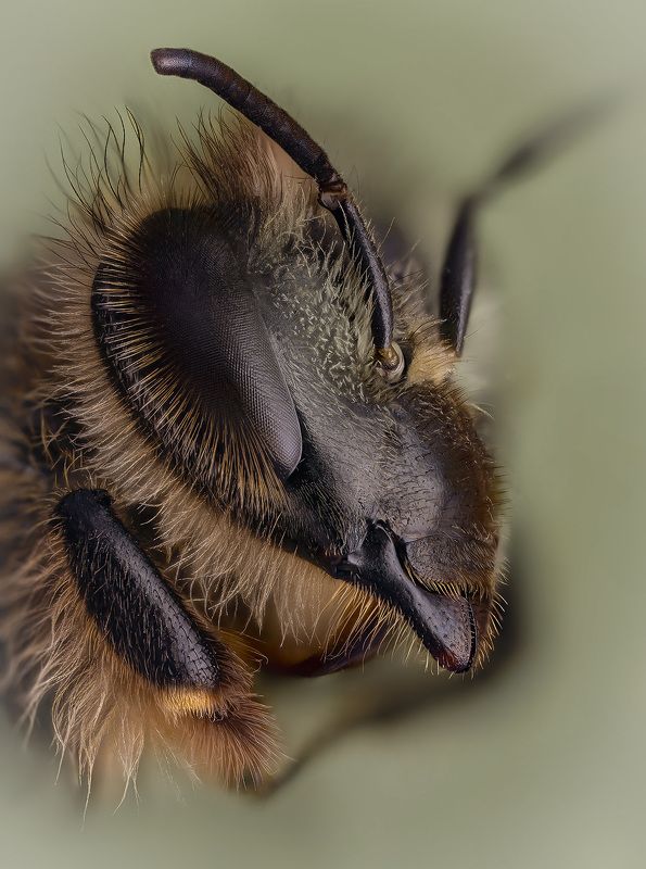 hymenoptera, apis mellifera, медоносная пчела, naminė bitė Работягаphoto preview
