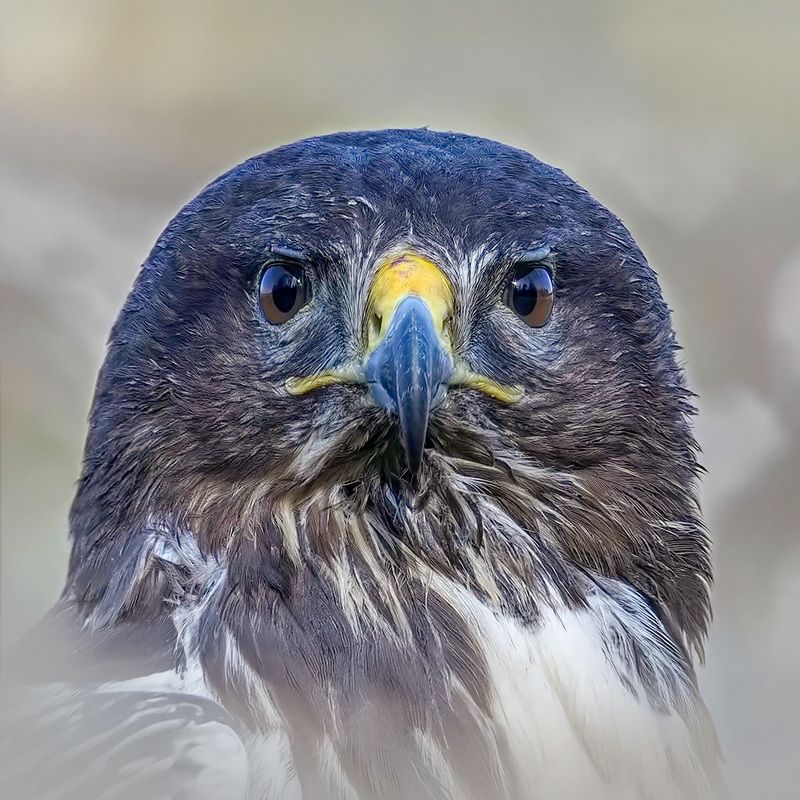 aves, buteo buteo, обыкновенный канюк Охотникphoto preview