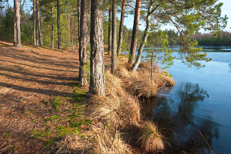 лес, зима, первый лёд, озеро, беларусь Первый лёдphoto preview