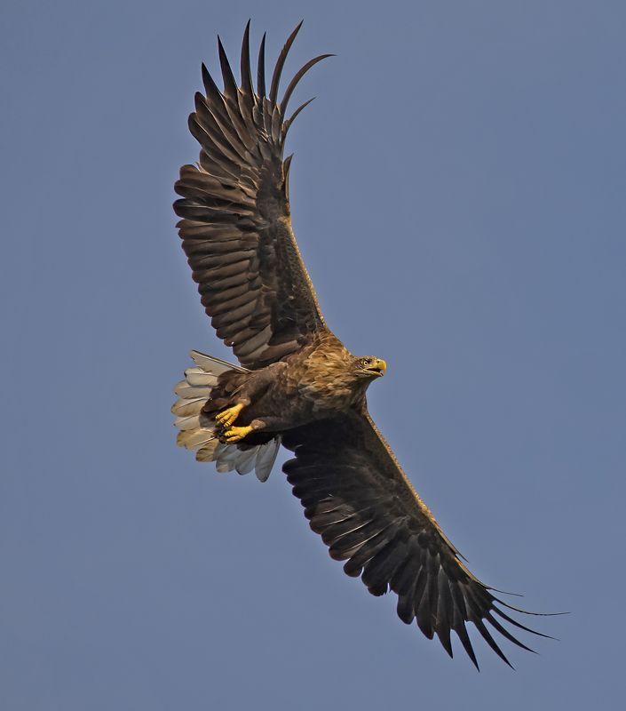 орлан птица хищник Орлан-белохвост в полетеphoto preview