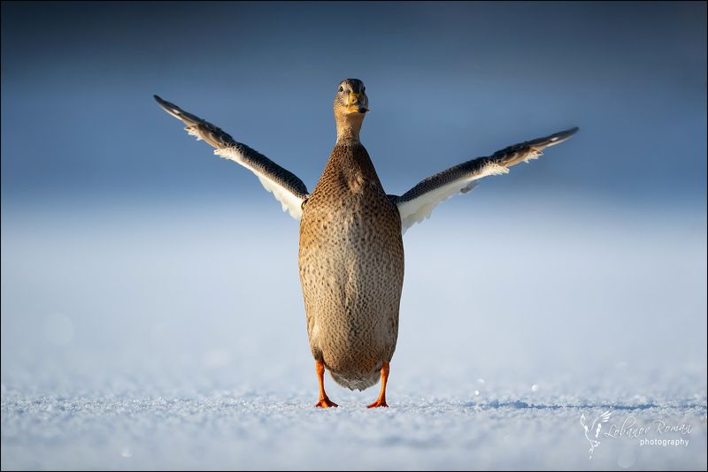 Утренняя гимнастикаphoto preview