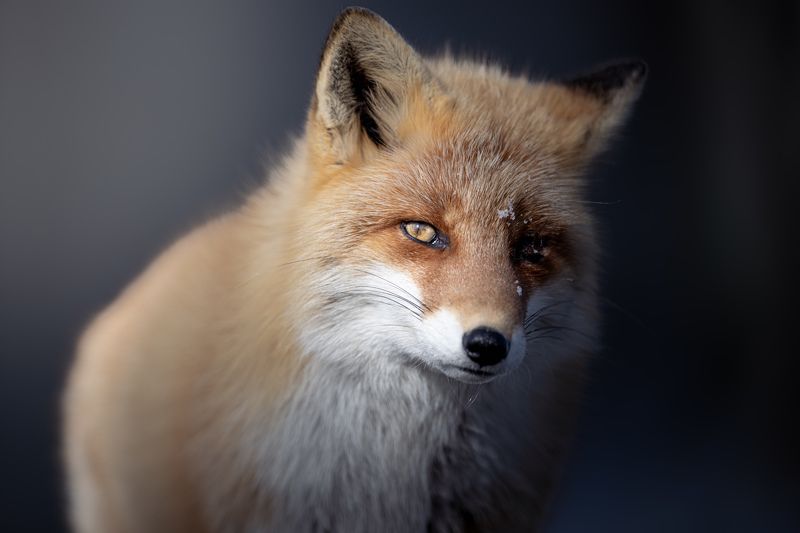 fox, wildlife, Destinyphoto preview