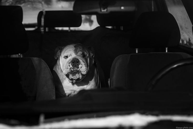бульдог, портрет, чб, черно-белое, машина, автомобиль, собака photo preview
