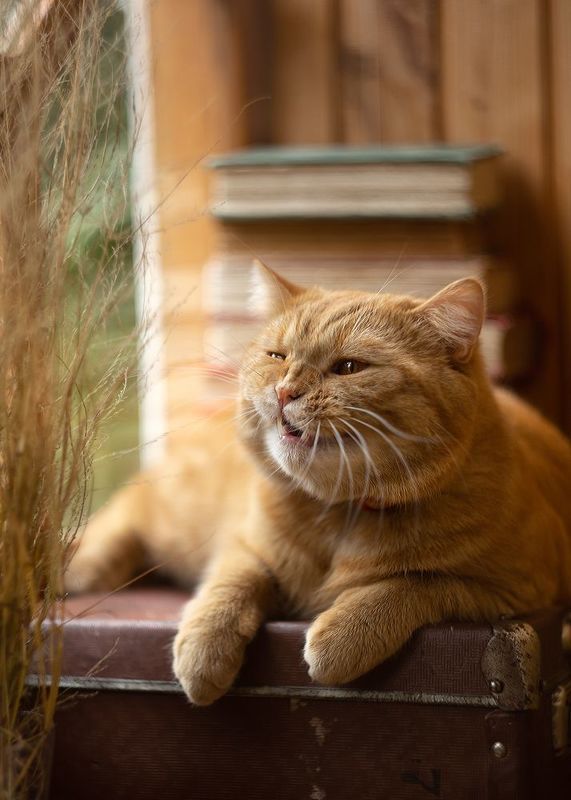 кот,рыжий,любимчик, Юмористphoto preview