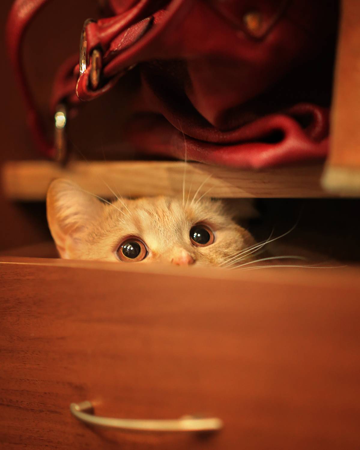 кот,рыжий,любимчик,сумка, новый год, ирина горюкина, ИРИНА ГОРЮКИНА