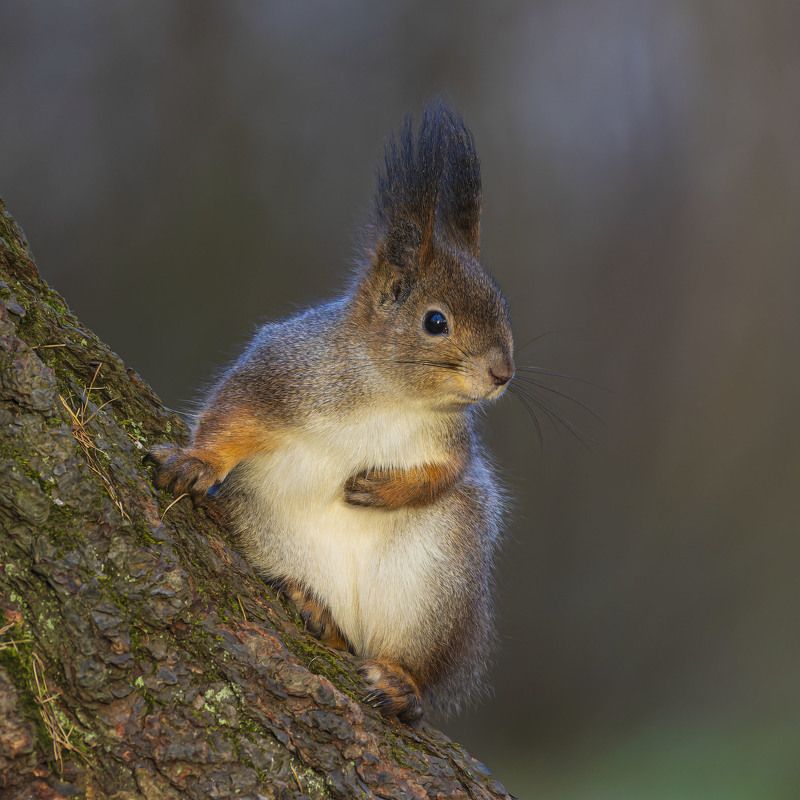 белка, белочка Белкаphoto preview