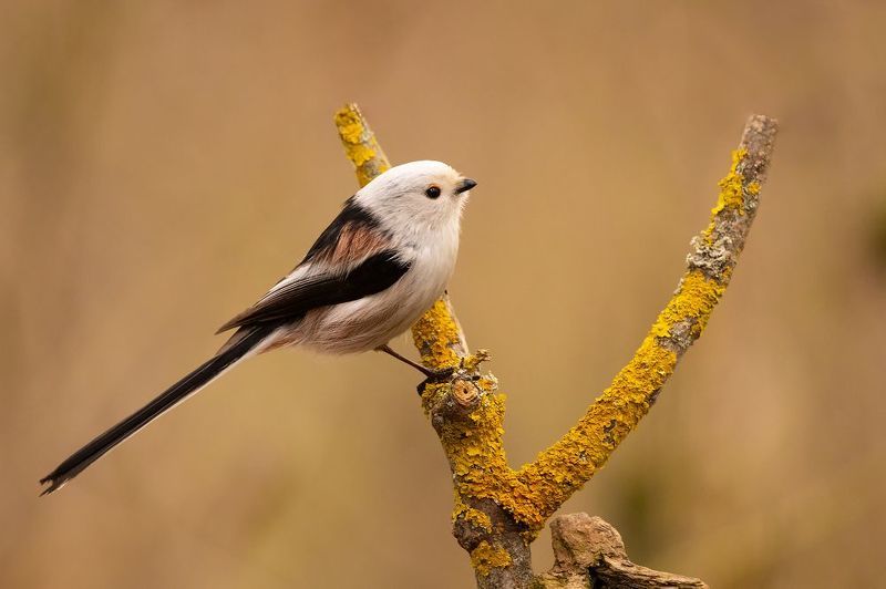 Long-tailedphoto preview