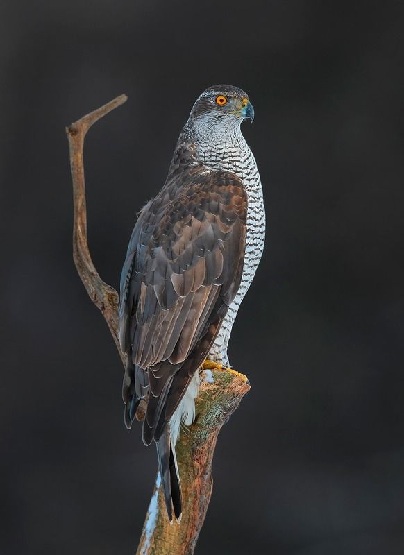 aves, accipiter gentilis, northern goshawk, тетеревятник, vištvanagis Модельphoto preview