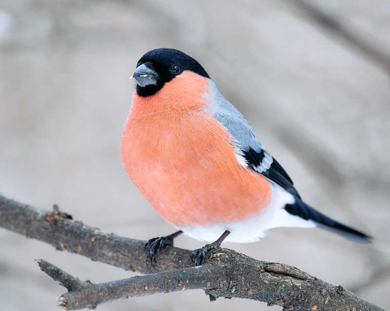 снегирь птица Снегирьphoto preview