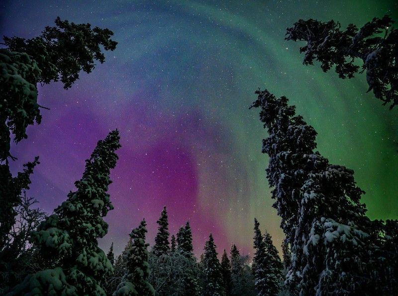 тайга, север, сияние Сказочная тайгаphoto preview
