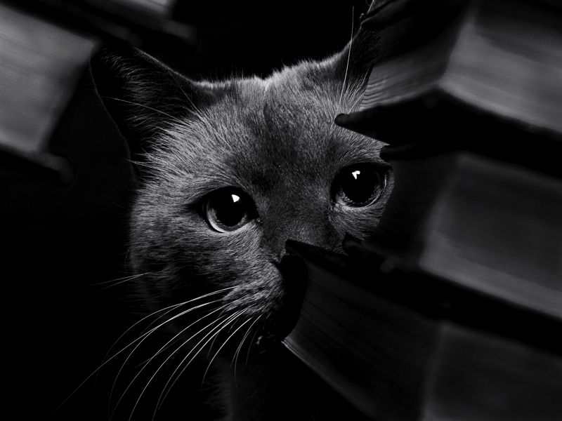 кот, домашнее, животное, чб Шпионажphoto preview