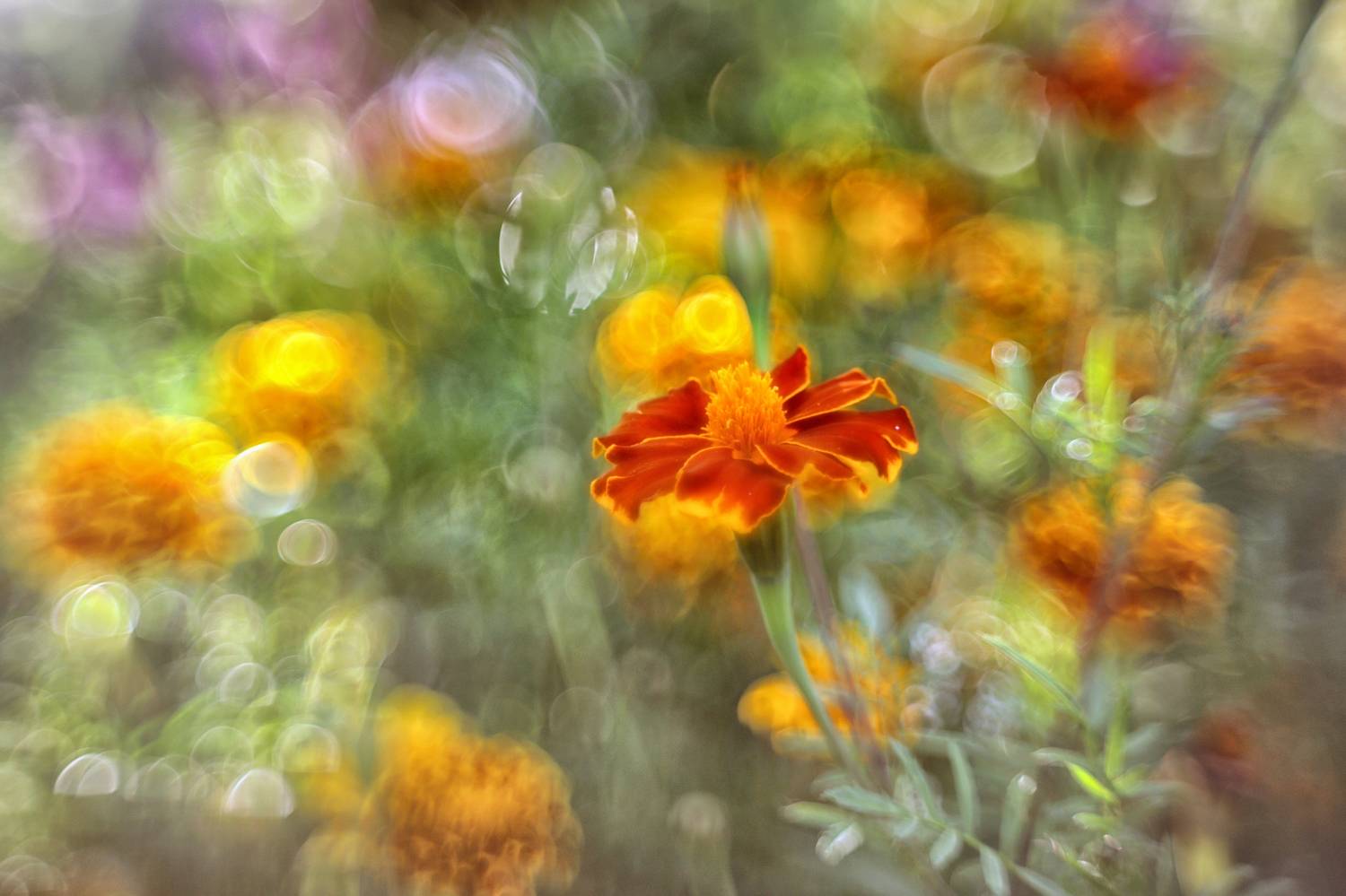 Фантазия цветов с пузырьками боке... Автор: Стасов Виталий гелиос, гелиос 44-2, макро, боке, природа, сад, цветы, helios 44-2, Стасов Виталий