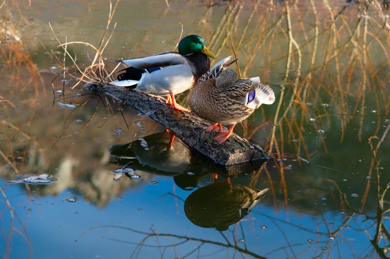 утки,озеро,природа,кмв,бештау Уточки на горном озереphoto preview