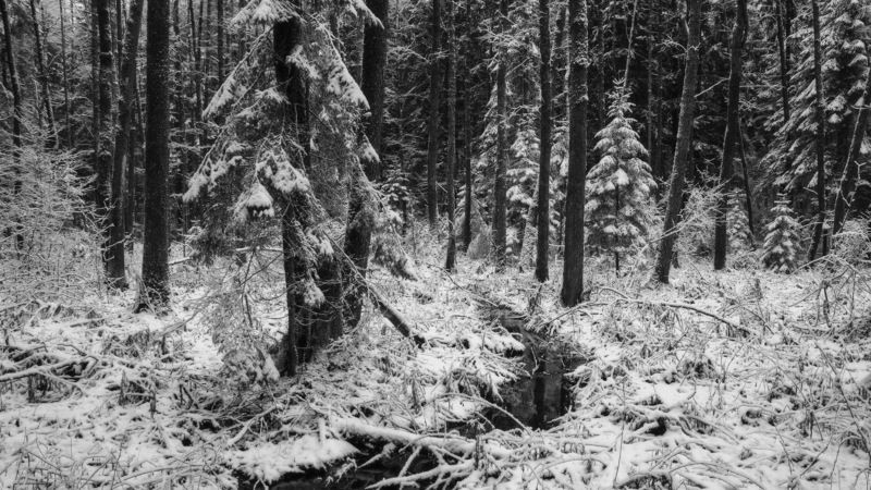 Первый снег у лесного ручья фото превью