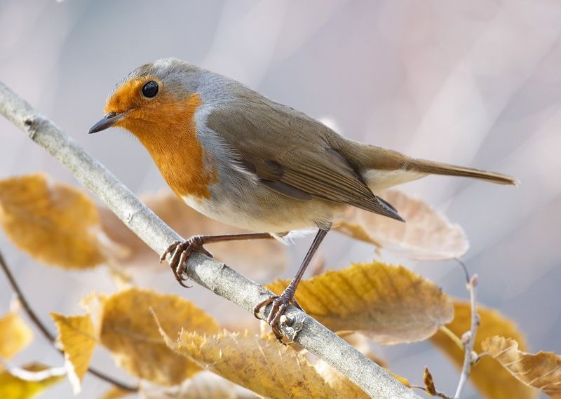 зарянка птица Зарянка в осенней листвеphoto preview