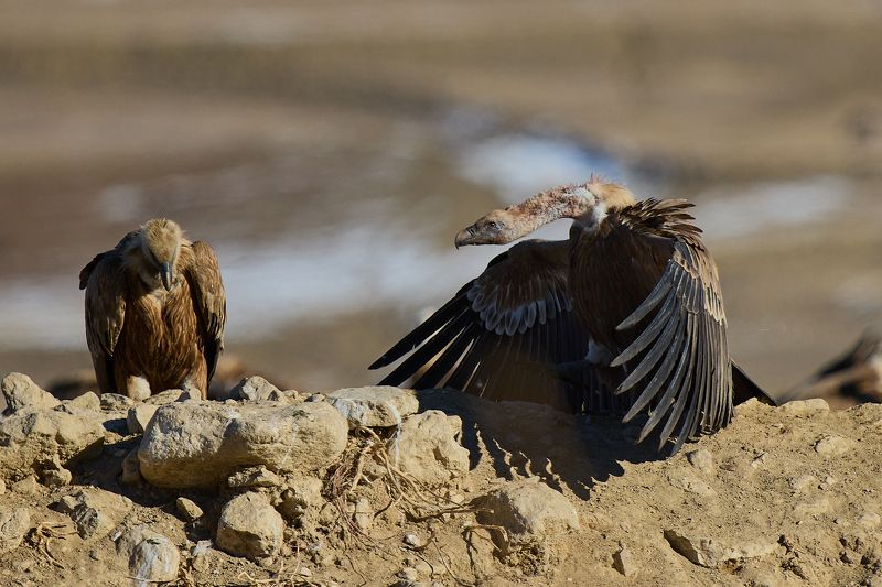 Давай обниму!photo preview