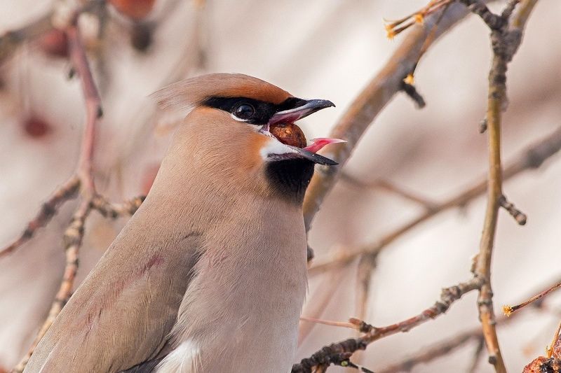 Свиристель фото превью