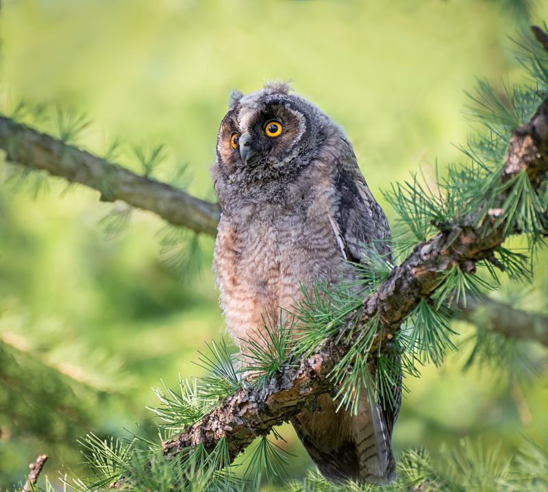 птица, сова, слёток, лес, Слёток ушастой совы. (2 ФОТО) фото превью