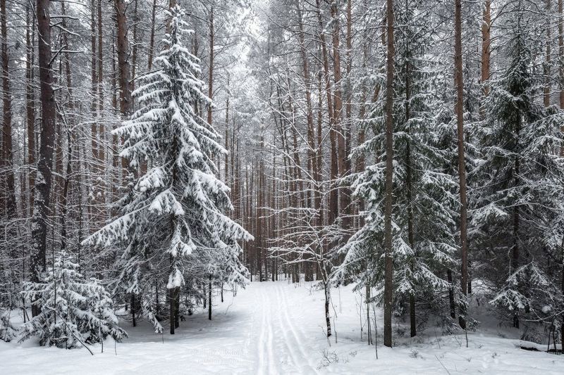 лес, зима, снег Снежный лесphoto preview