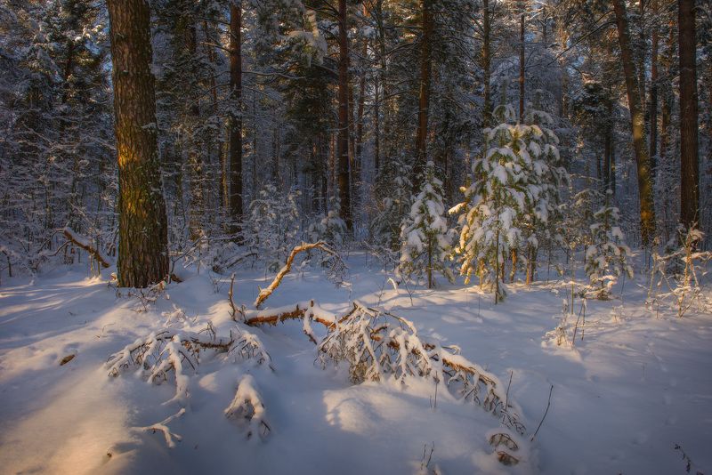 лес январь свет коряга серково Здесь что-то леший потерялphoto preview