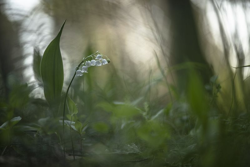 ландыши, весна, свет, лес, макро, природа, геннадий мещеряков, nikon d 850, Ландыш серебристый...photo preview